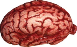 Brain