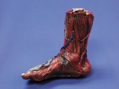 Skinned Right Foot Halloween Prop