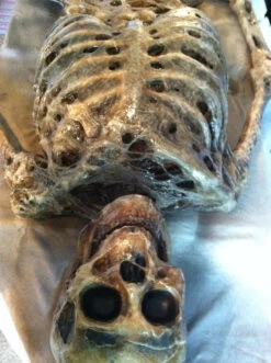 Corpsed Full Skeleton Halloween Prop