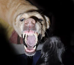 Rabid Dogs - Haunted House Halloween Sound Effects - MP3 Download