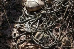 Snake Pit Kit Startle Prop Halloween DIY Pneumatic Animatronic