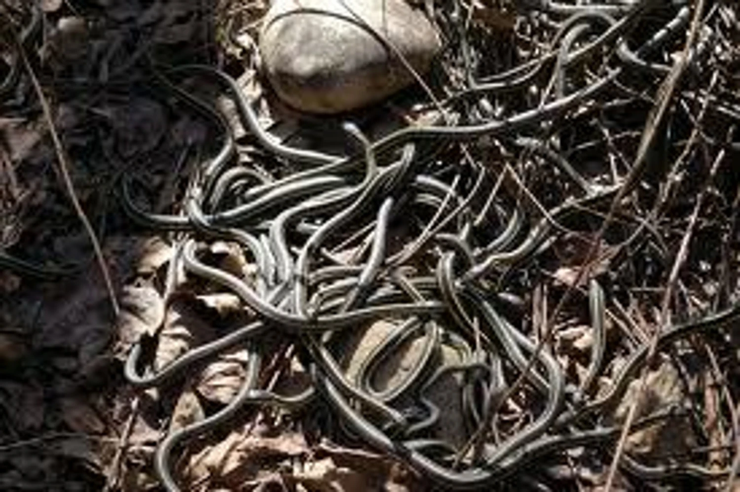 Snake Pit Kit Startle Prop Halloween DIY Pneumatic Animatronic