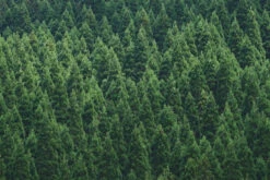 Pine Forest Scent Spritzer