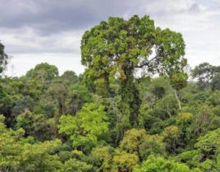 Rainforest Scent Spritzer