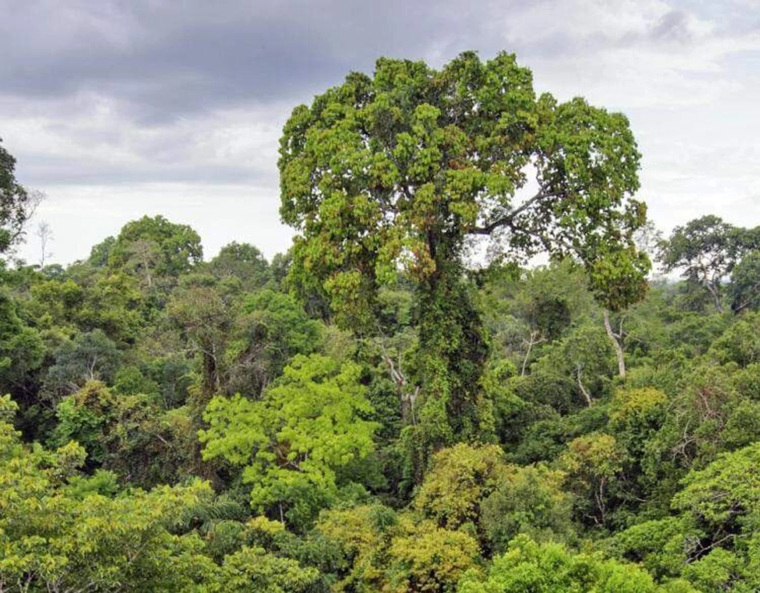 Rainforest Scent Spritzer