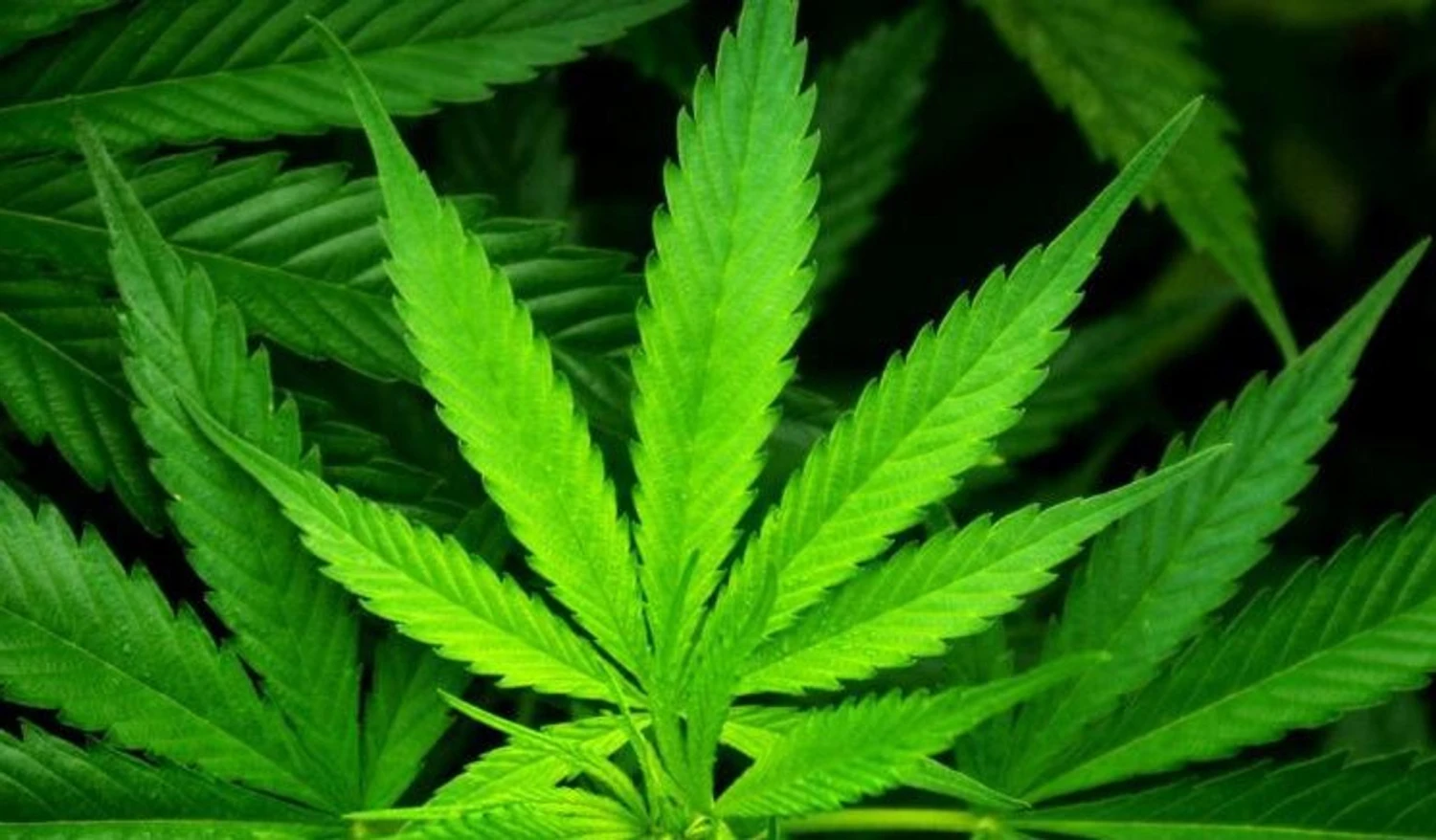 Marijuana Scent Spritzer